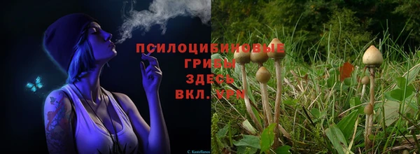 амф Аркадак